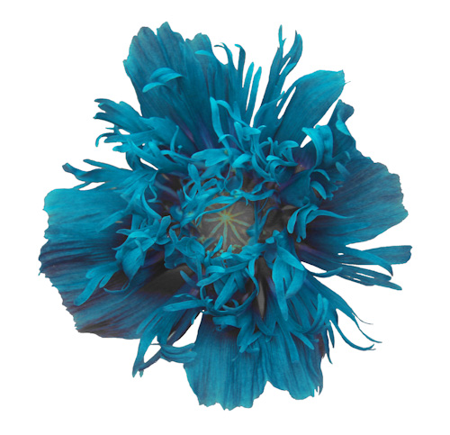 Blue Poppy